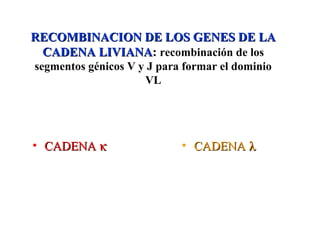 • CADENACADENA κκ • CADENACADENA λλ
RECOMBINACION DE LOS GENES DE LARECOMBINACION DE LOS GENES DE LA
CADENA LIVIANACADENA LIVIANA: recombinación de los
segmentos génicos V y J para formar el dominio
VL
 