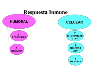 Respuesta InmuneRespuesta Inmune
CELULARHUMORAL
T
CITOTOXICAS
CD8+
T
HELPERS
CD4+
T
MEMORIA
B
EFECTORAS
B
MEMORIA
 
