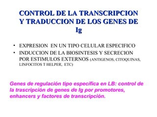 CONTROL DE LA TRANSCRIPCIONCONTROL DE LA TRANSCRIPCION
Y TRADUCCION DE LOS GENES DEY TRADUCCION DE LOS GENES DE
IgIg
• EXPRESION EN UN TIPO CELULAR ESPECIFICO
• INDUCCION DE LA BIOSINTESIS Y SECRECION
POR ESTIMULOS EXTERNOS (ANTIGENOS, CITOQUINAS,
LINFOCITOS T HELPER, ETC)
Genes de regulación tipo específica en LB: control de
la trascripción de genes de Ig por promotores,
enhancers y factores de transcripción.
 