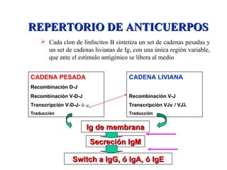 REPERTORIO DE ANTICUERPOSREPERTORIO DE ANTICUERPOS
 Cada clon de linfocitos B sintetiza un set de cadenas pesadas y
un set de cadenas livianas de Ig, con una única región variable,
que ante el estímulo antigénico se libera al medio
CADENA PESADA
Recombinación D-J
Recombinación V-D-J
Transcripción V-D-J- δ- µ.
Traducción
CADENA LIVIANA
Recombinación V-J
Transcripción VJκ / VJλ
Traducción
Ig de membranaIg de membrana
Switch a IgG, ó IgA, ó IgESwitch a IgG, ó IgA, ó IgE
Secreción IgMSecreción IgM
1º Ag
2º Ag
 
