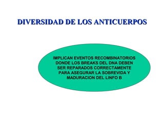 DIVERSIDAD DE LOS ANTICUERPOSDIVERSIDAD DE LOS ANTICUERPOS
IMPLICAN EVENTOS RECOMBINATORIOS
DONDE LOS BREAKS DEL DNA DEBEN
SER REPARADOS CORRECTAMENTE
PARA ASEGURAR LA SOBREVIDA Y
MADURACION DEL LINFO B
 