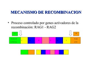 MECANISMO DE RECOMBINACIONMECANISMO DE RECOMBINACION
• Proceso controlado por genes activadores de la
recombinación: RAG1 - RAG2
V D
G A G A T T A G
7 23 9 9 12 7
C T C T A A T C
 