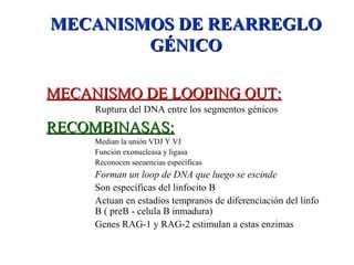 MECANISMOS DE REARREGLOMECANISMOS DE REARREGLO
GÉNICOGÉNICO
MECANISMO DE LOOPING OUT:MECANISMO DE LOOPING OUT:
Ruptura del DNA entre los segmentos génicos
RECOMBINASAS:RECOMBINASAS:
Median la unión VDJ Y VJ
Función exonucleasa y ligasa
Reconocen secuencias específicas
Forman un loop de DNA que luego se escinde
Son específicas del linfocito B
Actuan en estadíos tempranos de diferenciación del linfo
B ( preB - celula B inmadura)
Genes RAG-1 y RAG-2 estimulan a estas enzimas
 