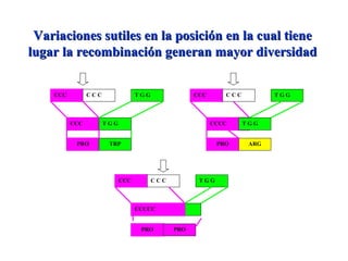 Variaciones sutiles en la posición en la cual tieneVariaciones sutiles en la posición en la cual tiene
lugar la recombinación generan mayor diversidadlugar la recombinación generan mayor diversidad
CCC C C C T G G
CCC T G G
PRO TRP
CCC C C C T G G
PRO ARG
CCCC
CCC C C C T G G
T G
PRO PRO
CCCCC
T G G
 