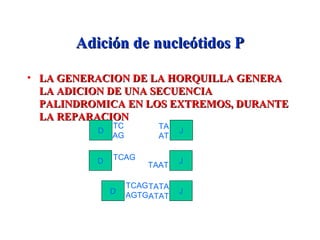 Adición de nucleótidos PAdición de nucleótidos P
• LA GENERACION DE LA HORQUILLA GENERALA GENERACION DE LA HORQUILLA GENERA
LA ADICION DE UNA SECUENCIALA ADICION DE UNA SECUENCIA
PALINDROMICA EN LOS EXTREMOS, DURANTEPALINDROMICA EN LOS EXTREMOS, DURANTE
LA REPARACIONLA REPARACION
D J
TC
AG
TA
AT
TATA
ATAT
D JTCAG
TAAT
J
TCAG
AGTGD
 