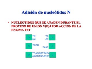 Adición de nucleótidos NAdición de nucleótidos N
• NUCLEOTIDOS QUE SE AÑADEN DURANTE ELNUCLEOTIDOS QUE SE AÑADEN DURANTE EL
PROCESO DE UNION V(D)J POR ACCION DE LAPROCESO DE UNION V(D)J POR ACCION DE LA
ENZIMA TdTENZIMA TdT
D J
TC
AG
TA
AT
TATA
ATAT
D JTCAG
TAAT
J
TCAGAGT
AGTGTCAD
 