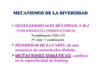 MECANISMOS DE LA DIVERSIDADMECANISMOS DE LA DIVERSIDAD
 GENES GERMINALES MÚLTIPLES: V-D-J
DIVERSIDAD COMBINATORIAL
combinación VDJ o VJ
1 clon= 1 combinación
 DIVERSIDAD DE LA UNIÓN: da una
secuencia de aminoácidos distinta
MUTACIONES SOMÁTICASMUTACIONES SOMÁTICAS: cambios
en la especificidad de binding.
 