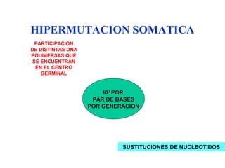 HIPERMUTACION SOMATICA
PARTICIPACION
DE DISTINTAS DNA
POLIMERSAS QUE
SE ENCUENTRAN
EN EL CENTRO
GERMINAL
103
POR
PAR DE BASES
POR GENERACION
SUSTITUCIONES DE NUCLEOTIDOS
 