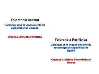 Tolerancia centralTolerancia central
Garantiza el no reconocimiento deGarantiza el no reconocimiento de
autoantígenos ubicuosautoantígenos ubicuos
Organos Linfoides PrimariosOrganos Linfoides Primarios
Tolerancia PeriféricaTolerancia Periférica
Garantiza el no reconocimiento deGarantiza el no reconocimiento de
autoantígenos específicos deautoantígenos específicos de
tejidostejidos
Organos Linfoides Secundarios yOrganos Linfoides Secundarios y
TejidosTejidos
 