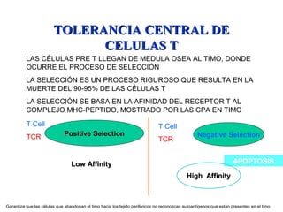 TOLERANCIA CENTRAL DETOLERANCIA CENTRAL DE
CELULAS TCELULAS T
LAS CÉLULAS PRE T LLEGAN DE MEDULA OSEA AL TIMO, DONDE
OCURRE EL PROCESO DE SELECCIÓN
LA SELECCIÓN ES UN PROCESO RIGUROSO QUE RESULTA EN LA
MUERTE DEL 90-95% DE LAS CÉLULAS T
LA SELECCIÓN SE BASA EN LA AFINIDAD DEL RECEPTOR T AL
COMPLEJO MHC-PEPTIDO, MOSTRADO POR LAS CPA EN TIMO
APOPTOSIS
Garantiza que las células que abandonan el timo hacia los tejido periféricos no reconozcan autoantígenos que están presentes en el timo
T Cell
TCR
Negative Selection
T Cell
TCR Positive Selection
Low AffinityLow Affinity
High AffinityHigh Affinity
 