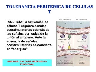 •ANERGIA: la activación deANERGIA: la activación de
células T requiere señalescélulas T requiere señales
coestimulatorias además decoestimulatorias además de
las señales derivadas de lalas señales derivadas de la
unión al antígeno. Ante launión al antígeno. Ante la
ausencia de señalesausencia de señales
coestimulatorias se conviertecoestimulatorias se convierte
en “anergica”en “anergica”
TOLERANCIA PERIFERICA DE CELULASTOLERANCIA PERIFERICA DE CELULAS
TT
ANERGIA: FALTA DE RESPUESTA
FUNCIONAL
 