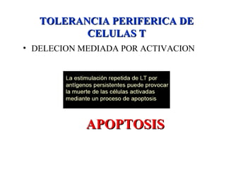 APOPTOSISAPOPTOSIS
• DELECION MEDIADA POR ACTIVACION
TOLERANCIA PERIFERICA DETOLERANCIA PERIFERICA DE
CELULAS TCELULAS T
 