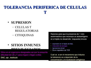 • SUPRESION
– CELULAS T
REGULATORIAS
– CITOQUINAS
• SITIOS INMUNES
PREVILEGIADOS
TOLERANCIA PERIFERICA DE CELULASTOLERANCIA PERIFERICA DE CELULAS
TT
 