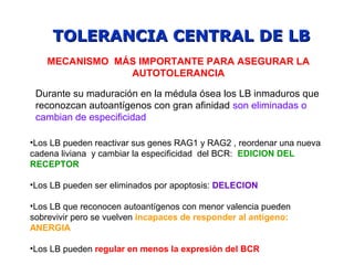 TOLERANCIA CENTRAL DE LBTOLERANCIA CENTRAL DE LB
MECANISMO MÁS IMPORTANTE PARA ASEGURAR LA
AUTOTOLERANCIA
Durante su maduración en la médula ósea los LB inmaduros que
reconozcan autoantígenos con gran afinidad son eliminadas o
cambian de especificidad
•Los LB pueden reactivar sus genes RAG1 y RAG2 , reordenar una nueva
cadena liviana y cambiar la especificidad del BCR: EDICION DEL
RECEPTOR
•Los LB pueden ser eliminados por apoptosis: DELECION
•Los LB que reconocen autoantígenos con menor valencia pueden
sobrevivir pero se vuelven incapaces de responder al antígeno:
ANERGIA
•Los LB pueden regular en menos la expresión del BCR
 