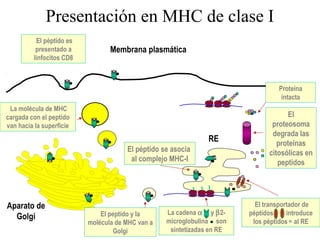 Presentación en MHC de clase I
Membrana plasmática
El
proteosoma
degrada las
proteínas
citosólicas en
peptidos
La cadena α y β2-
microglobulina son
sintetizadas en RE
El transportador de
péptidos introduce
los péptidos al RE
El péptido se asocia
al complejo MHC-I
El peptido y la
molécula de MHC van a
Golgi
La molécula de MHC
cargada con el peptido
van hacia la superficie
El péptido es
presentado a
linfocitos CD8
Aparato de
Golgi
RE
Proteína
intacta
 