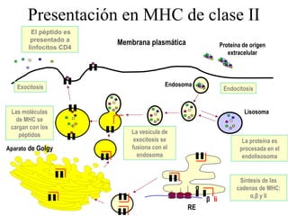 Presentación en MHC de clase II
Proteína de origen
extracelular
Endocitosis
La proteína es
procesada en el
endolisosoma
Endosoma
Lisosoma
RE
Síntesis de las
cadenas de MHC:
α,β y Ii
Aparato de Golgy
La vesícula de
exocitosis se
fusiona con el
endosoma
α
β Ii
Las moléculas
de MHC se
cargan con los
péptidos
Exocitosis
El péptido es
presentado a
linfocitos CD4
Membrana plasmática
 