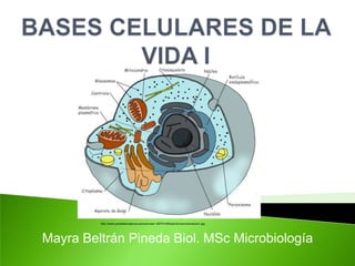 http://www.juntadeandalucia.es/averroes/~29701428/salud/nuevima/celula1.jpg




Mayra Beltrán Pineda Biol. MSc Microbiología
 