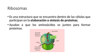 Bases Celulares y Moleculares de la Herencia: Estructura y Función ...