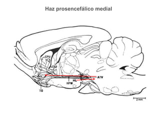 Bases Cerebrales Del Refuerzo PDF Bases Cerebrales Del Refuerzo PDF