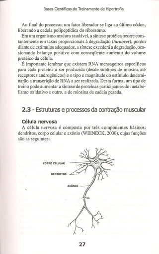 Bases cientifica do treinamento de hipertrofia