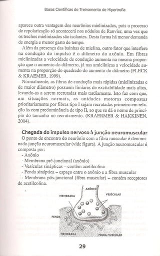 Bases cientifica do treinamento de hipertrofia