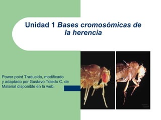 Unidad 1 Bases cromosómicas de
                       la herencia




Power point Traducido, modificado
y adaptado por Gustavo Toledo C. de
Material disponible en la web.
 