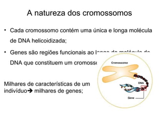 A natureza dos cromossomos
• Cada cromossomo contém uma única e longa molécula
de DNA helicoidizada;
• Genes são regiões funcionais ao longo da molécula de
DNA que constituem um cromossomo;
Milhares de características de um
indivíduo milhares de genes;
 