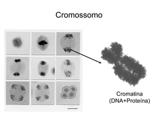 Cromossomo
Cromatina
(DNA+Proteína)
 