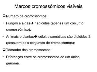 Marcos cromossômicos visíveis
Número de cromossomos:
• Fungos e algas haplóides (apenas um conjunto
cromossômico);
• Animais e plantas células somáticas são diplóides 2n
(possuem dois conjuntos de cromossomos);
Tamanho dos cromossomos:
• Diferenças entre os cromossomos de um único
genoma.
 