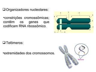 Organizadores nucleolares:
Telômeros:
•constrições cromossômicas;
contêm os genes que
codificam RNA ribossômico.
•extremidades dos cromossomos.
 
