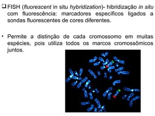 FISH (fluorescent in situ hybridization)- hibridização in situ
com fluorescência: marcadores específicos ligados a
sondas fluorescentes de cores diferentes.
• Permite a distinção de cada cromossomo em muitas
espécies, pois utiliza todos os marcos cromossômicos
juntos.
 