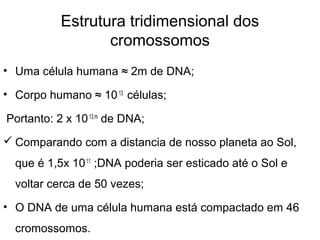 Estrutura tridimensional dos
cromossomos
• Uma célula humana ≈ 2m de DNA;
• Corpo humano ≈ 1013
células;
Portanto: 2 x 1013 m
de DNA;
 Comparando com a distancia de nosso planeta ao Sol,
que é 1,5x 1011
;DNA poderia ser esticado até o Sol e
voltar cerca de 50 vezes;
• O DNA de uma célula humana está compactado em 46
cromossomos.
 