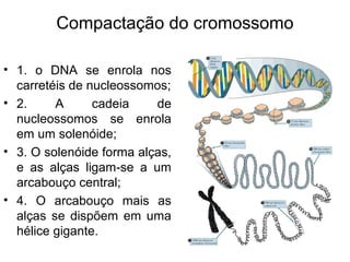 Compactação do cromossomo
• 1. o DNA se enrola nos
carretéis de nucleossomos;
• 2. A cadeia de
nucleossomos se enrola
em um solenóide;
• 3. O solenóide forma alças,
e as alças ligam-se a um
arcabouço central;
• 4. O arcabouço mais as
alças se dispõem em uma
hélice gigante.
 