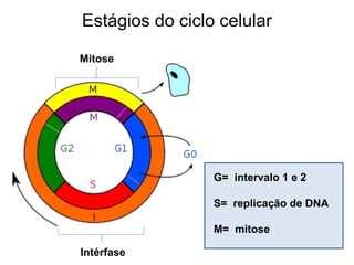 Estágios do ciclo celular
G= intervalo 1 e 2
S= replicação de DNA
M= mitose
Intérfase
Mitose
 