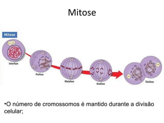 Mitose
•O número de cromossomos é mantido durante a divisão
celular;
 