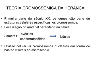 TEORIA CROMOSSÔMICA DA HERANÇA
• Primeira parte do século XX: os genes são parte de
estruturas celulares específicas, os cromossomos;
• Localização do material hereditário na célula:
• Divisão celular  cromossomos nucleares em forma de
bastão visíveis ao microscópio.
espermatozóides
ovócitos
NúcleoGametas
 