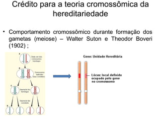 Crédito para a teoria cromossômica da
hereditariedade
• Comportamento cromossômico durante formação dos
gametas (meiose) – Walter Suton e Theodor Boveri
(1902) ;
 