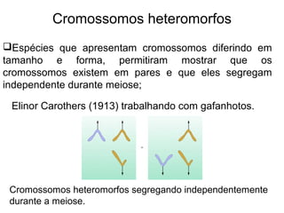 Cromossomos heteromorfos
Cromossomos heteromorfos segregando independentemente
durante a meiose.
Espécies que apresentam cromossomos diferindo em
tamanho e forma, permitiram mostrar que os
cromossomos existem em pares e que eles segregam
independente durante meiose;
Elinor Carothers (1913) trabalhando com gafanhotos.
 