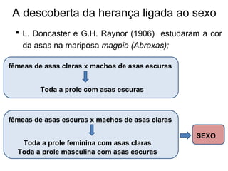 A descoberta da herança ligada ao sexo
 L. Doncaster e G.H. Raynor (1906) estudaram a cor
da asas na mariposa magpie (Abraxas);
Toda a prole com asas escuras
fêmeas de asas claras x machos de asas escuras
Toda a prole feminina com asas claras
fêmeas de asas escuras x machos de asas claras
Toda a prole masculina com asas escuras
SEXO
 