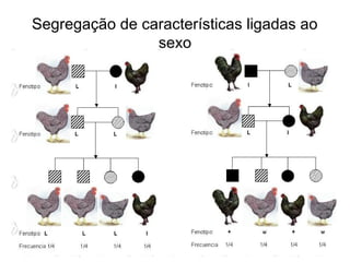 Segregação de características ligadas ao
sexo
Genética Aplicada a Medicina - 2007 - I
 