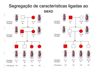Segregação de características ligadas ao
sexo
 