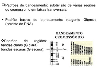 Padrões de bandeamento: subdivisão de várias regiões
do cromossomo em faixas transversais;
• Padrão básico de bandeamento: reagente Giemsa
(corante de DNA).
Padrões de regiões:
bandas claras (G clara)
bandas escuras (G escura).
 