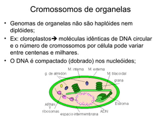 Cromossomos de organelas
• Genomas de organelas não são haplóides nem
diplóides;
• Ex: cloroplastos moléculas idênticas de DNA circular
e o número de cromossomos por célula pode variar
entre centenas e milhares.
• O DNA é compactado (dobrado) nos nucleóides;
 