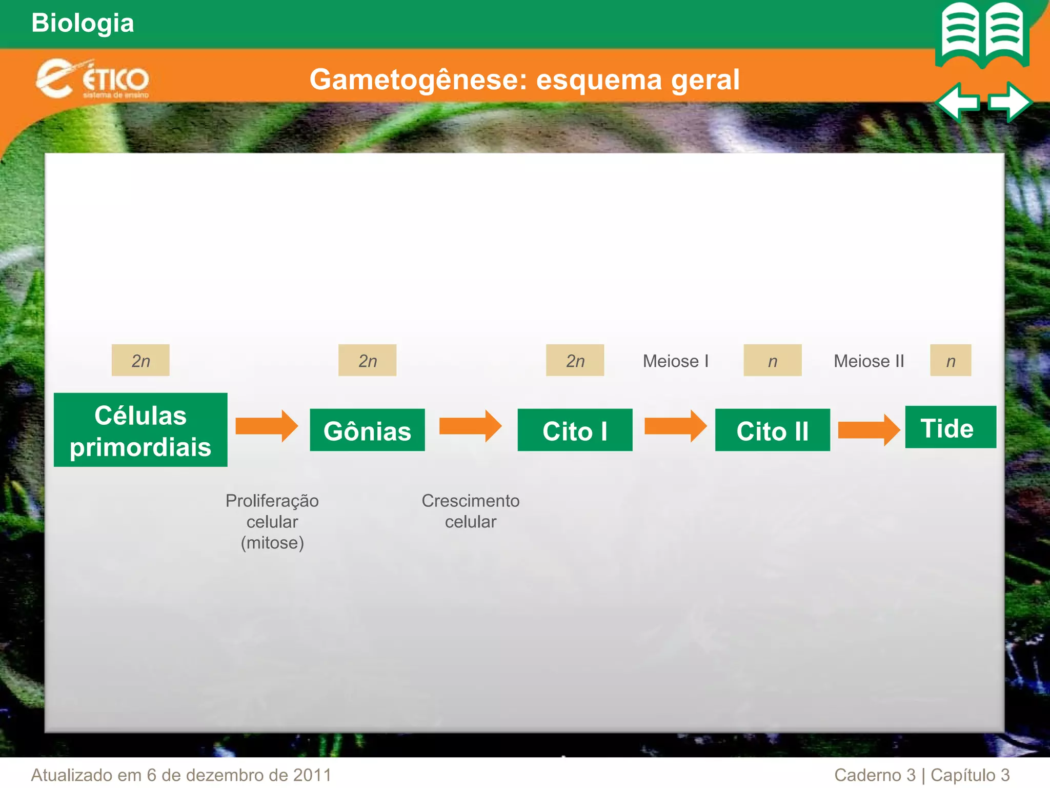 Biologia

                                Gametogênese: esquema geral




           2n                          2n                     2n     Meiose I      n      Meiose II    n


      Células                                                                                         Tide
                                     Gônias                 Cito I              Cito II
    primordiais
                      Proliferação            Crescimento
                         celular                 celular
                        (mitose)




Atualizado em 6 de dezembro de 2011                                                       Caderno 3 | Capítulo 3
 