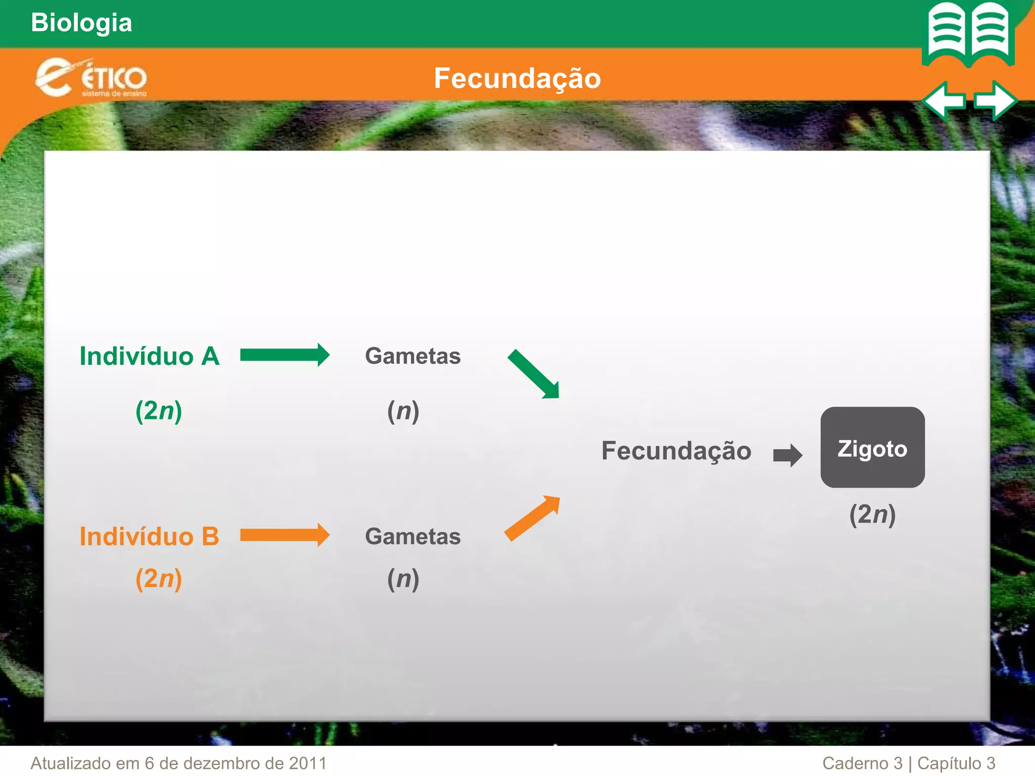 Biologia

                                             Fecundação




     Indivíduo A                      Gametas

            (2n)                       (n)
                                                      Fecundação    Zigoto

                                                                      (2n)
     Indivíduo B                      Gametas
            (2n)                       (n)




Atualizado em 6 de dezembro de 2011                                Caderno 3 | Capítulo 3
 