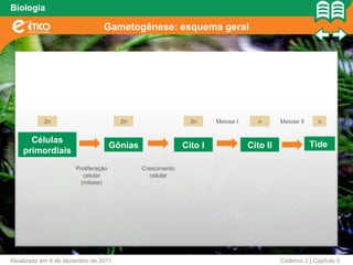Biologia

                                Gametogênese: esquema geral




           2n                          2n                     2n     Meiose I      n      Meiose II    n


      Células                                                                                         Tide
                                     Gônias                 Cito I              Cito II
    primordiais
                      Proliferação            Crescimento
                         celular                 celular
                        (mitose)




Atualizado em 6 de dezembro de 2011                                                       Caderno 3 | Capítulo 3
 