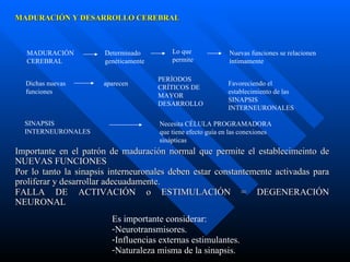 MADURACIÓN Y DESARROLLO CEREBRAL Importante en el patrón de maduración normal que permite el establecimeinto de NUEVAS FUNCIONES Por lo tanto la sinapsis interneuronales deben estar constantemente activadas para proliferar y desarrollar adecuadamente. FALLA DE ACTIVACIÓN o ESTIMULACIÓN = DEGENERACIÓN NEURONAL  MADURACIÓN CEREBRAL Determinado genéticamente Lo que permite Nuevas funciones se relacionen íntimamente Dichas nuevas funciones aparecen PERÍODOS CRÍTICOS DE MAYOR DESARROLLO Favoreciendo el establecimiento de las SINAPSIS INTERNEURONALES SINAPSIS INTERNEURONALES Necesita CÉLULA PROGRAMADORA  que tiene efecto guía en las conexiones sinápticas Es importante considerar: Neurotransmisores. Influencias externas estimulantes. Naturaleza misma de la sinapsis. 