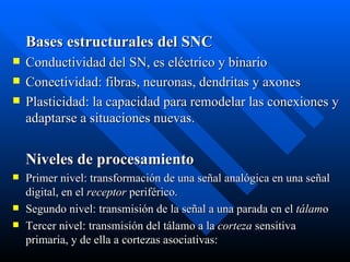 Bases estructurales del SNC Conductividad del SN, es eléctrico y binario  Conectividad: fibras, neuronas, dendritas y axones  Plasticidad: la capacidad para remodelar las conexiones y adaptarse a situaciones nuevas.  Niveles de procesamiento Primer nivel: transformación de una señal analógica en una señal digital, en el  receptor  periférico.  Segundo nivel: transmisión de la señal a una parada en el  tálam o  Tercer nivel: transmisión del tálamo a la  corteza  sensitiva primaria, y de ella a cortezas asociativas: 