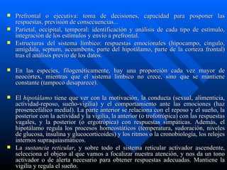 Prefrontal o ejecutiva: toma de decisiones, capacidad para posponer las respuestas, previsión de consecuencias... Parietal, occipital, temporal: identificación y análisis de cada tipo de estímulo, integración de los estímulos y envío a prefrontal. Estructuras del sistema límbico: respuestas emocionales (hipocampo, cíngulo, amígdala, septum, accumbens, parte del hipotálamo, parte de la corteza frontal) tras el análisis previo de los datos.  En las especies, filogenéticamente, hay una proporción cada vez mayor de neocórtex, mientras que el sistema límbico no crece, sino que se mantiene constante (tampoco desaparece). El  hipotálamo  tiene que ver con la motivación, la conducta (sexual, alimenticia, actividad-reposo, sueño-vigilia) y el comportamiento ante las emociones (haz prosencefálico medial). La parte anterior se relaciona con el reposo y el sueño, la posterior con la actividad y la vigilia, la anterior (o trofotrópica) con las respuestas vagales, y la posterior (o ergotrópica) con respuestas simpáticas. Además, el hipotálamo regula los procesos homeostáticos (temperatura, sudoración, niveles de glucosa, insulina y glucocorticoides) y los ritmos o la cronobiología, los relojes internos supraquiasmáticos. La  sustancia reticular , y sobre todo el sistema reticular activador ascendente, selecciona el objeto al que vamos a focalizar nuestra atención, y nos da un tono activador o de alerta necesario para obtener respuestas adecuadas. Mantiene la vigilia y regula el sueño. 