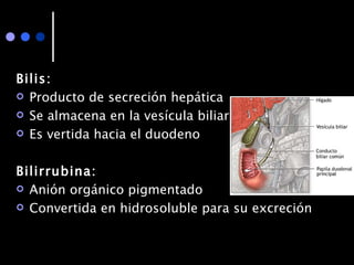 Bilis: Producto de secreción hepática Se almacena en la vesícula biliar Es vertida hacia el duodeno Bilirrubina: Anión orgánico pigmentado Convertida en hidrosoluble para su excreción  